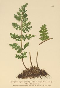 高山膀胱蕨（Cystopteris alpina，Cystopteris regia） 作者 德国学校